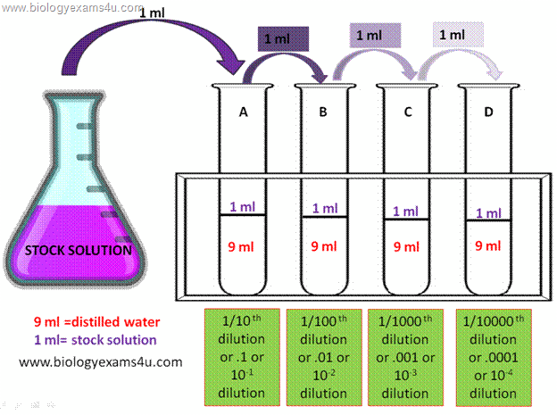 serial dilution lab report chemistry